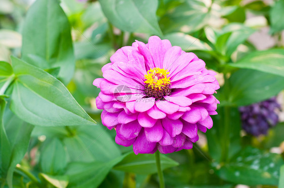 大自然的辛尼亚花朵快乐黄色粉色红色植物美丽橙子园艺宏观花瓣图片