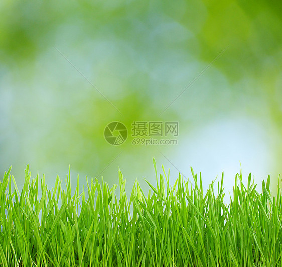 天然绿色背景圆圈草地森林树叶季节日光镜片气泡叶子生态图片