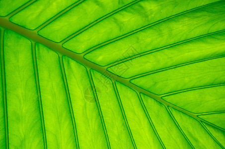 叶子戏剧性生长宏观静脉植物群光合作用绿色植物环境脊柱生活图片