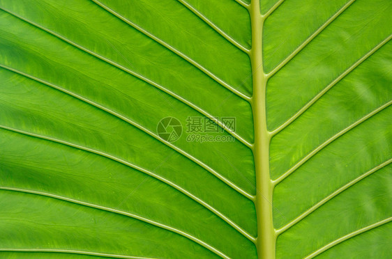 树叶纹理生活植物群静脉生长植物生态绿色叶子图片