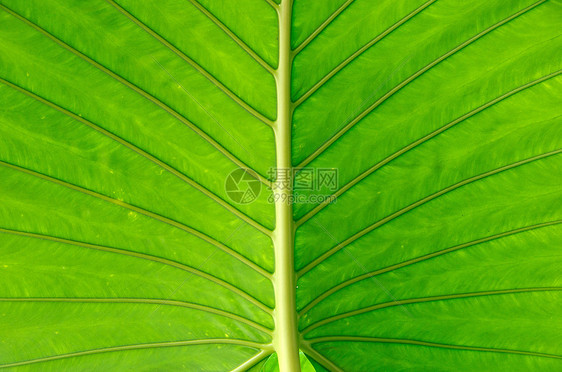 绿叶纹理静脉生活植物绿色叶子生长生态植物群图片