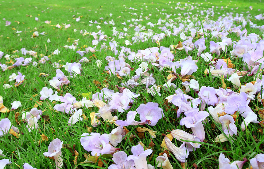 春时有草的紫色和白花栗田生长牧场季节花园植物地面花瓣红花香味草地图片