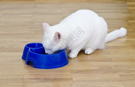 白猫吃一顿白蓝碗图片