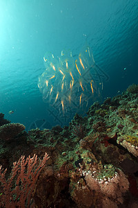 红海的盐和热带珊瑚礁图片