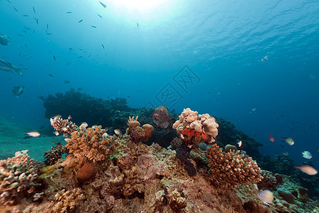 红海的鱼类和热带珊瑚礁海景珊瑚潜水海洋生活阳光天堂盐水场景异国图片