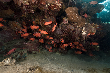 红海的鱼类和热带珊瑚礁海景太阳蓝色阳光潜水生活情调太阳光天堂异国图片