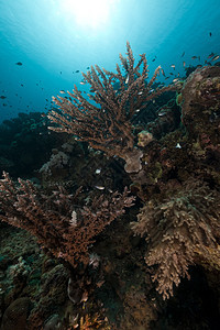 红海的珊瑚礁和鱼类盐水场景热带天堂生活珊瑚太阳植物情调射线图片