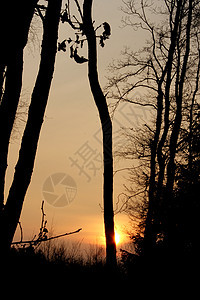 日落之夜日出日落季节晴天风景森林太阳图片