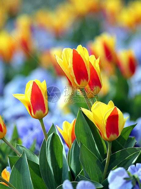 春花花园黄色郁金香白色季节蓝色红色植物绿色图片