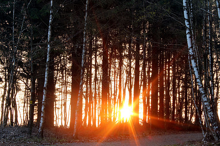 日落之夜森林太阳日出日落风景晴天季节图片