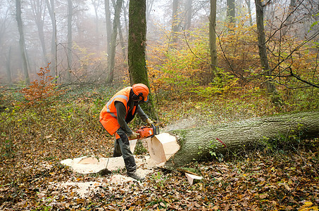 伐木工人和林木林业链锯树木工人手套危险工作力量树干职业图片