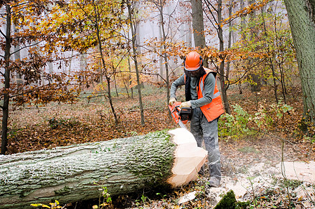 伐木工人和林木安全成年人手套工作职业工具男性力量斧头链锯图片