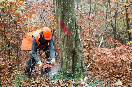 伐木工人和林木工具安全力量工作男性工人木头危险樵夫职业图片