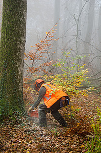 伐木工人和林木危险男人工人伐木工链锯林业安全樵夫手套力量图片