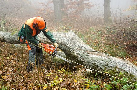 伐木工人和林木樵夫危险男性树干工人安全头盔木材伐木工森林图片