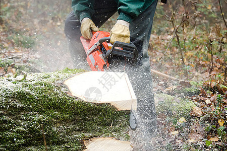 伐木工人和林木伐木工男性木头树干手套森林职业链锯成年人木材图片
