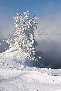 雪雪和冰冷的孤树雪花下雪蓝色孤独天空地平线场景假期季节树木图片