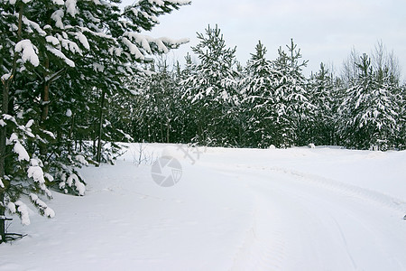 长青树的林木雪堆场景暴风雪寂寞孤独风景季节城市人行道森林图片