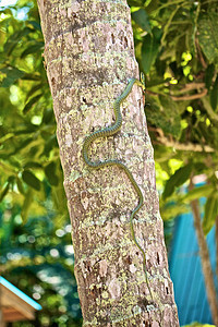 树上的蛇毒液爬虫照片生物椰子树叶叶子栖息地丛林危险图片