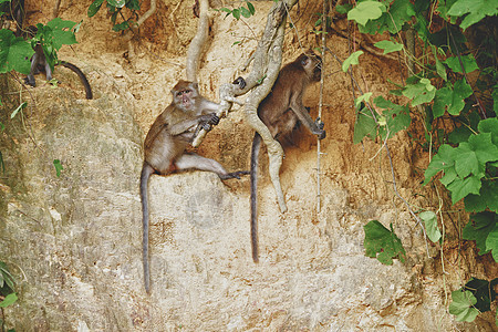 Macaque 猴子异国眼睛热带动物猕猴婴儿野生动物乐趣灵长类荒野图片