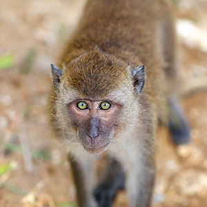 Macaque 猴子乐趣蓝色猕猴地面婴儿混血儿祖先生物动物眼睛图片