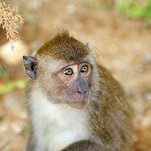 Macaque 猴子热带野生动物荒野乐趣正方形眼睛情调婴儿地面祖先图片