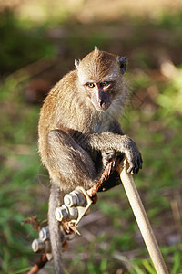 Macaque 猴子蓝色祖先婴儿哺乳动物森林情调乐趣热带照片动物图片