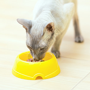 无毛猫食耳朵盘子成套乐趣食物工具动物晶须小猫蓝色图片