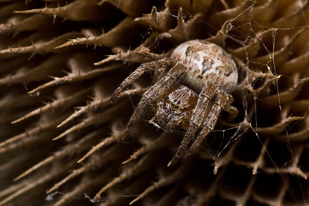 蜘蛛阿兰乌斯·马尔莫勒斯图片