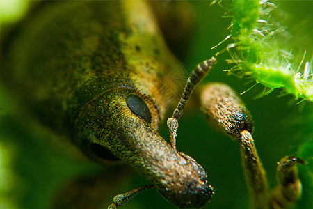 甲虫外体宏图片