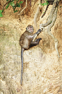 Macaque 猴子猕猴情调蓝色乐趣地面哺乳动物热带动物群毛皮森林图片