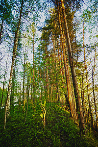 松松林林地晴天苔藓木头植物公园风景荒野环境场景图片