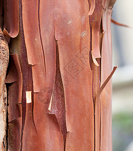 树上剥皮树皮的纹理模式树木材料乡村季节植物学木材宏观绿色生态正方形图片
