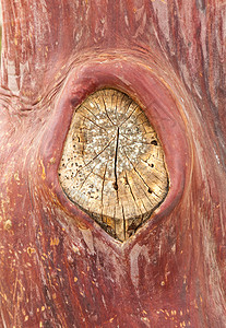 树上剥皮树皮的纹理模式格式树桩森林材料乡村季节木头树干正方形嘴唇图片