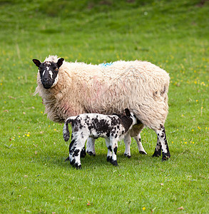 在草原上对黑的绵羊水平草地羊肉黑色动物农业农场场地母亲黑与白图片