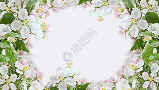 粉红背景的苹果花边框雌蕊植物花期生长生活粉色工作室绿色花瓣叶子背景图片