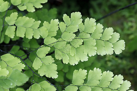Fern 植物覆盖天然林的地表阴影蕨类生态雨林叶状体温室荒野特写镜头花园图片