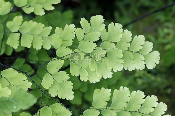 Fern 植物覆盖天然林的地表阴影蕨类生态雨林叶状体温室荒野特写镜头花园图片