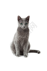 俄罗斯蓝猫在白色小猫胡须鬼脸注意力眼睛猫科猫咪牙齿语言蓝色图片