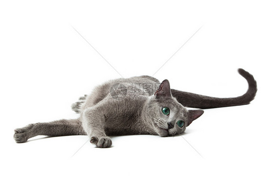俄罗斯蓝猫在白色眼睛小猫鬼脸毛皮宠物兴趣注意力姿势猫科蓝色图片