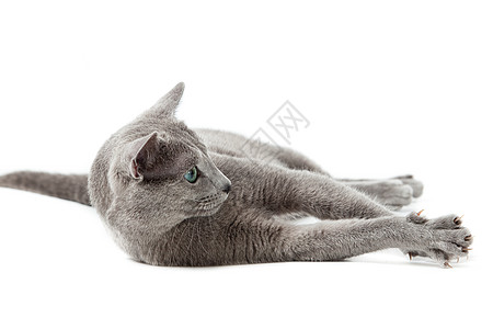 俄罗斯蓝猫在白色鬼脸牙齿胡须眼睛猫科跳跃宠物工作室猫咪蓝色图片