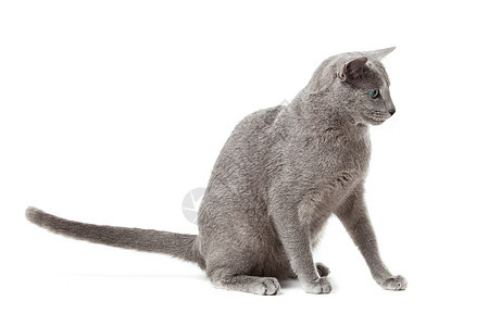 俄罗斯蓝猫在白色注意力兴趣毛皮工作室姿势动物小猫猫科惊吓猫咪图片