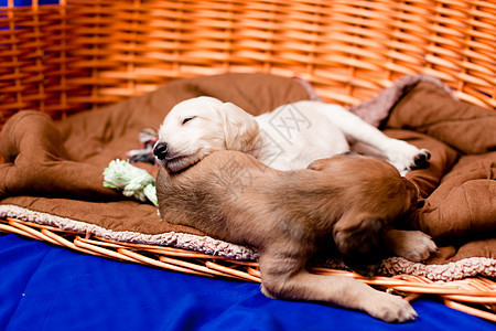 萨鲁基小狗抹布水平纺织品家庭食肉蓝色动物头发猎犬棕色图片