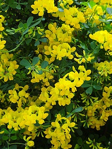 格拉乌卡遗传花瓣生长基因衬套植物花园黄色图片