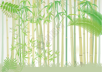 竹林灌木文化森林林地植物树叶丛林公园树木绿色图片