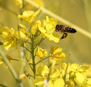 蜜蜂动物园身体宏观养蜂业试探者漏洞天线工人昆虫学野生动物图片