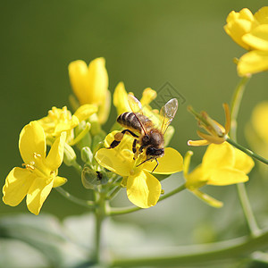 蜜蜂科学花粉野生动物养蜂业试探者吮吸荒野昆虫翅膀宏观图片