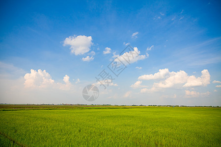 绿草农村草原天气多云草地活力土地乡村季节阳光图片