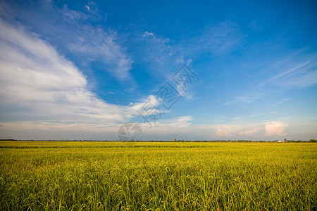 稻草谷物金子草地叶子蓝色环境植物季节农村稻田图片