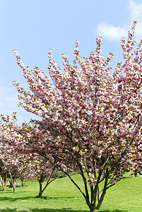 莱纳乌公园自然旅行蓝色太阳娱乐城市树木季节草地花园图片